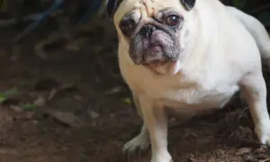 Smutny mops z zmartwioną miną, być może cierpi na zapalenie pęcherza u psa.
