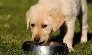 Szczeniak labradora pije z miski, zastanawiając się, czy pies może pić mleko.