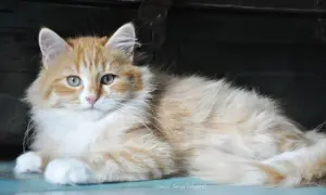 Puszysty rudy kot syberyjski, idealny kot dla alergika, leży spokojnie.