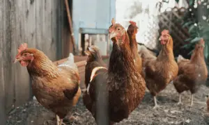 Stado brązowych kur na podwórku. Jedna kura z przodu patrzy w kamerę, inne stoją za nią. Dbamy o ich zdrowie, by uniknąć kokcydiozy.