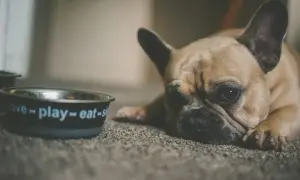 Smutny buldog francuski leży obok miski z napisem "love-play-eat". Może potrzebuje stoperan dla psa, bo jest mu niedobrze?