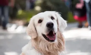 Uśmiechnięty golden retriever, który mógłby być w stanie wstrząsu anafilaktycznego u psa, gdyby nie był tak radosny.