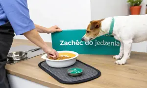 Pies nie chce jeść. Człowiek zachęca go do jedzenia, podając miskę z karmą.