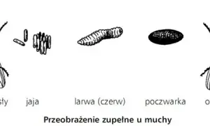 Jak rozmnażają się owady? Zaskakujące metody i strategie rozmnażania