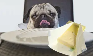 Mops z językiem na wierzchu patrzy na masło. Czy pies może jeść masło? To pytanie nurtuje wielu właścicieli czworonogów.