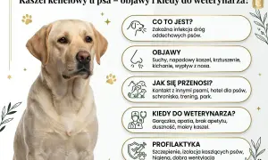 Labrador z objawami kaszlu kenelowego: suchy kaszel, kichanie, gorączka. Informacje o chorobie i profilaktyce.