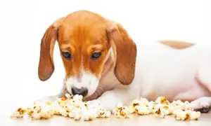 Czy pies może jeść popcorn? Poznaj bezpieczne zasady karmienia pupila