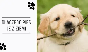 Uroczy szczeniak golden retriever gryzie patyk. Tekst pyta: "Dlaczego pies je z ziemi?".