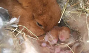 Matka królik czuwa nad swoimi noworodkami. Ciąża u królika trwa ok. 30 dni, a te maluchy są dowodem na to, jak szybko przychodzi na świat nowe życie.
