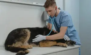 Weterynarz osłuchuje osowiałego psa, który się trzęsie. Pies leży na stole, a weterynarz w niebieskim fartuchu bada go stetoskopem.