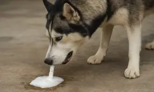 Siberian Husky wymiotuje pianę na ziemi.