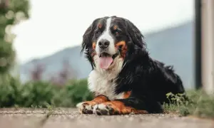 Bernese Mountain Dog leży na ziemi, dysząc. Zastanawiasz się nad podaniem mu cbd dla psa skutki uboczne?