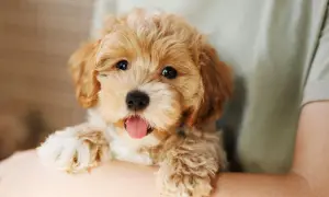 Uroczy szczeniak maltipoo, który wygląda na zdrowego i szczęśliwego, choć warto pamiętać o potencjalnych maltipoo chorobach.