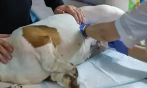 Suczka po sterylizacji, weterynarz zakłada opatrunek na ranę po zabiegu.