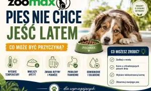 Pies nie chce jeść latem? Wysokie temperatury, mniejszy apetyt, problemy trawienne to możliwe przyczyny. Zadbaj o wodę i lekkostrawną karmę.
