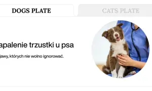 Szczeniak z objawami zapalenia trzustki u psa, badany przez weterynarza.