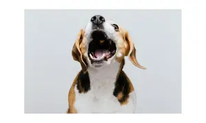Pies beagle z otwartym pyskiem, jakby krzyczał. Może to sygnał, że czas nauczyć go, jak oduczyć psa szczekania.