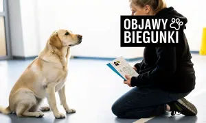 Labrador słucha o objawach biegunki u psów, podczas gdy właściciel czyta ulotkę. Nie podawaj ludzkich leków na biegunkę dla psa bez konsultacji z weterynarzem.