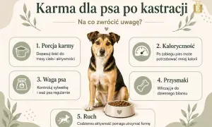 Uroczy piesek przy misce karmy. Poradnik o diecie dla psa po kastracji: porcja, kaloryczność, waga, przysmaki i ruch.