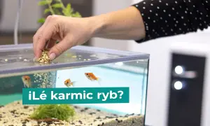 Dłoń wsypuje pokarm do akwarium, gdzie pływają złote rybki. Dowiedz się, co jedzą ryby, aby były zdrowe i szczęśliwe.