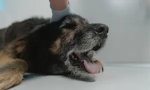 Weterynarz bada psa, którego oddech wydaje się być utrudniony, słychać lekkie charczenie.