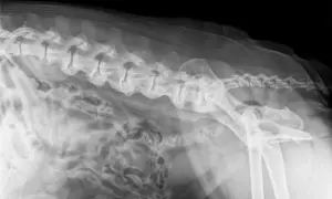 RTG kręgosłupa psa z widocznymi zmianami zwyrodnieniowymi, wskazującymi na spondylozę.