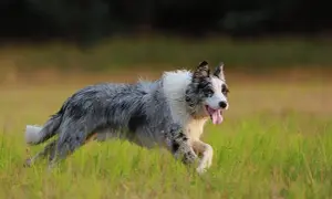 Radosny pies rasy border collie, w odmianie merle, pędzi przez zieloną łąkę, dysząc z językiem na wierzchu.
