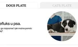 Pies z podejrzeniem refluksu u weterynarza. Poznaj objawy refluksu u psa i jak dieta może pomóc.