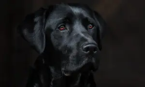 Smutne oczy czarnego labradora, który powoli odchodzi. Widać jego cierpienie, jak umiera pies chory na serce.
