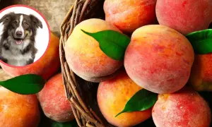 Czy pies może jeść brzoskwinie - zasady bezpiecznego podawania owoców psu