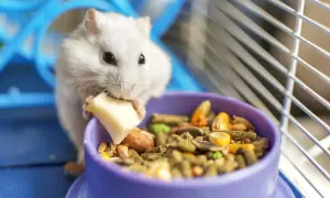 Biały chomik zajada kawałek sera, obok miseczka pełna ziaren. Tak właśnie wygląda zdrowa dieta, gdy pytamy, co jedzą chomiki.