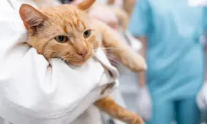 Pomarańczowy kot w białym ręczniku, z niepokojącym wyrazem pyszczka, może wskazywać na objawy wścieklizny u kota. Weterynarz w tle.