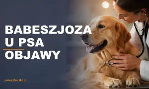 Weterynarz bada psa, by rozpoznać babeszjozę. Objawy mogą być groźne.