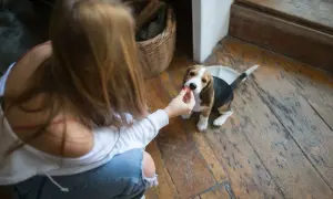 Uroczy beagle szczeniak zjada smakołyk z ręki dziewczyny na drewnianej podłodze.