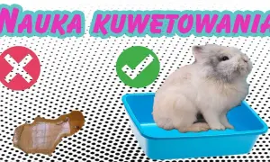 Jak zrobić kuwetę dla królika - proste sposoby na wygodę pupila