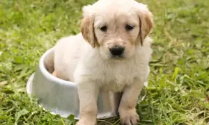 Ile waży szczeniak golden retriever? Poznaj kluczowe informacje o wzroście