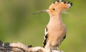 Gdzie zimuje dudek? Odkryj zaskakujące miejsca jego wędrówki