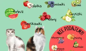 Które warzywa mogą jeść koty: lista bezpiecznych i szkodliwych produktów