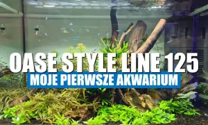 Jak założyć akwarium krok po kroku - uniknij najczęstszych błędów