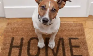 Mały piesek czeka przy drzwiach na swoją rodzinę zastępczą. Na wycieraczce napis "HOME".