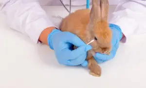 Objawy pasożytów u królików - kiedy odrobaczanie jest konieczne?