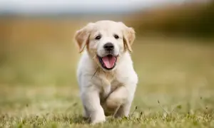 Radosny szczeniak golden retriever miniaturka biegnie przez trawę, merdając ogonkiem.