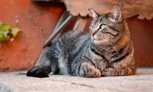 Pręgowany kotek z zielonymi oczami leży na kamiennym stopniu. Wygląda na to, że kot ma katar, bo jego nosek jest lekko wilgotny.