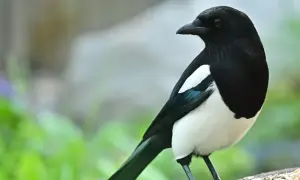Co jedzą sroki? Zaskakujące fakty o ich diecie i zwyczajach