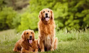 Kiedy rośnie sierść golden retrievera? Kluczowe informacje dla właścicieli