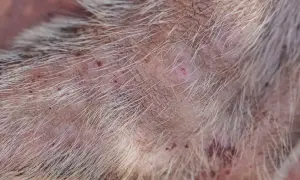 Skóra zwierzęcia z licznymi czerwonymi krostkami i strupkami, świadczącymi o ugryzieniu pchły kociej.