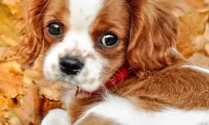 Uroczy piesek Cavalier King Charles Spaniel leży wśród jesiennych liści. Jego oczy są czarne i błyszczące, co może być mylone z objawami chorób oczu u psa. Zdjęcia.