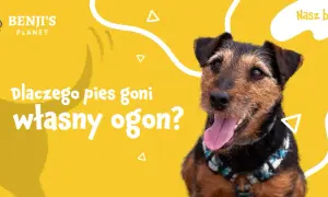 Dlaczego szczeniak gryzie ogon? Odkryj powody i rozwiązania