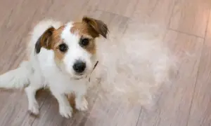 Jack Russell Terrier siedzi na drewnianej podłodze, obok niego kłębek sierści. Czy to początek łysienia u psa?