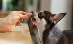 Mały piesek chihuahua zjada smakołyk z ręki. Może to być karma lub lek, np. pyralgina dla psa.